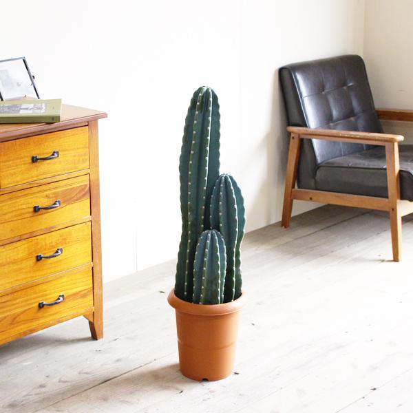 【現品】柱サボテン　3本立　8号　茶鉢　（1） 楽天市場】サボテン 柱サボテン 3本立 8号鉢 やわらかいかご