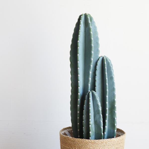 【現品】柱サボテン　3本立　8号　茶鉢　（1） 現品】柱サボテン 3本立 8号 茶鉢 （1） 送料無料 現品販売 観葉植物