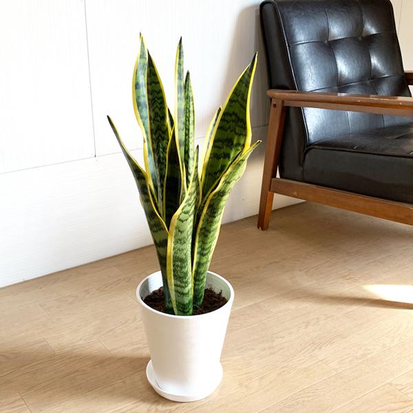 サンスベリア 送料無料 ホワイトセラアート鉢 観葉植物 中型 サンセベリア ローレンティー トラノオ 即日出荷 Sanse6wh 観葉植物のパーフェクトグリーン 通販 Yahoo ショッピング