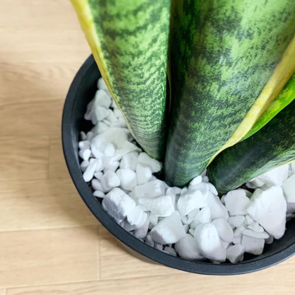サンセベリア 観葉植物 ブラックセラアート鉢 サンスベリア ローレン
