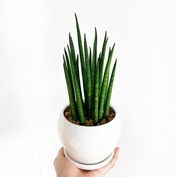 サンスベリア 育てやすい お手入れかんたん 丸型陶器鉢植え 卓上サイズ 観葉植物 本物 サンセベリア バキュラリス ミカド 送料無料 即日出荷 Sansumaru 観葉植物のパーフェクトグリーン 通販 Yahoo ショッピング