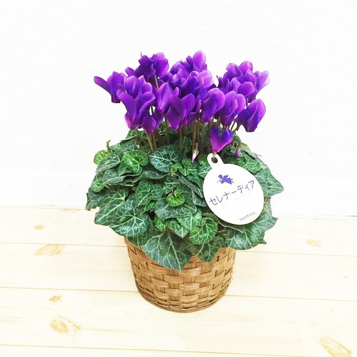 青いシクラメン セレナーディア 鉢カバー付 サントリー ブルーシクラメン 香りのアロマブルー 送料無料 レッド 花 鉢植え 鉢 クリスマス 誕生日 Sarena30 観葉植物のパーフェクトグリーン 通販 Yahoo ショッピング