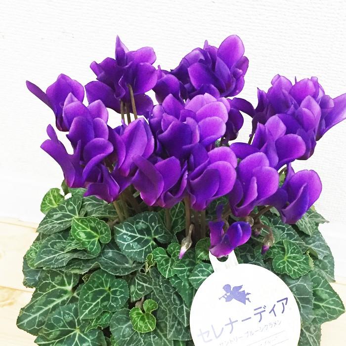 青いシクラメン セレナーディア 鉢カバー付 サントリー ブルーシクラメン 香りのアロマブルー 送料無料 レッド 花 鉢植え 鉢 クリスマス 誕生日 Sarena30 観葉植物のパーフェクトグリーン 通販 Yahoo ショッピング