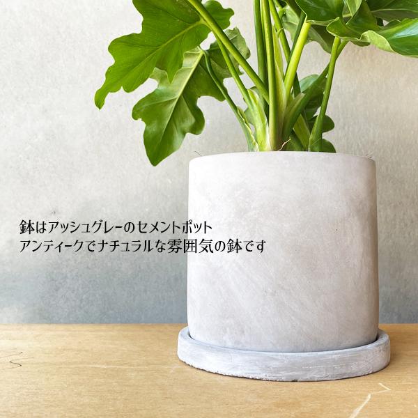 セローム フィロデンドロン アッシュグレー セメント鉢植え 丸型 観葉 
