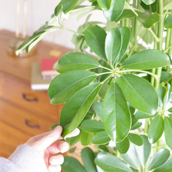 シェフレラ 青 ホンコンカポック 観葉植物 10号 大型 丈夫 御祝 おしゃれ 鉢植え 本物 大きい |  | 05