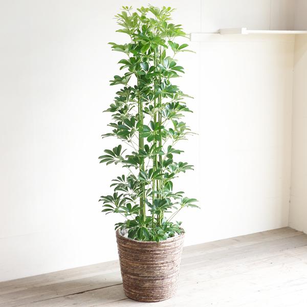 シェフレラ　観葉植物　大型　室内　10号　鉢カバー付き　地域限定販売 シェフレラ 観葉植物 大型 室内 10号 鉢カバー付き 地域限定販売