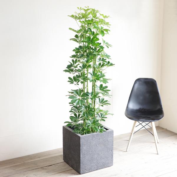 極太！観葉植物 シェフレラ ホンコンカポック 8号鉢 100センチ 希少 美形 シェフレラ ホンコンカポック 8号鉢サイズ 白色 セラアート鉢