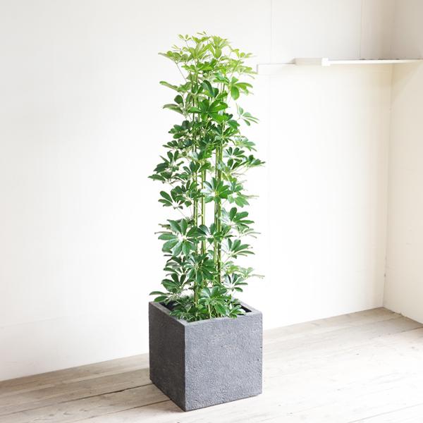 極太！観葉植物 シェフレラ ホンコンカポック 8号鉢 100センチ 希少 美形 極太！観葉植物 シェフレラ ホンコンカポック 8号鉢 100センチ