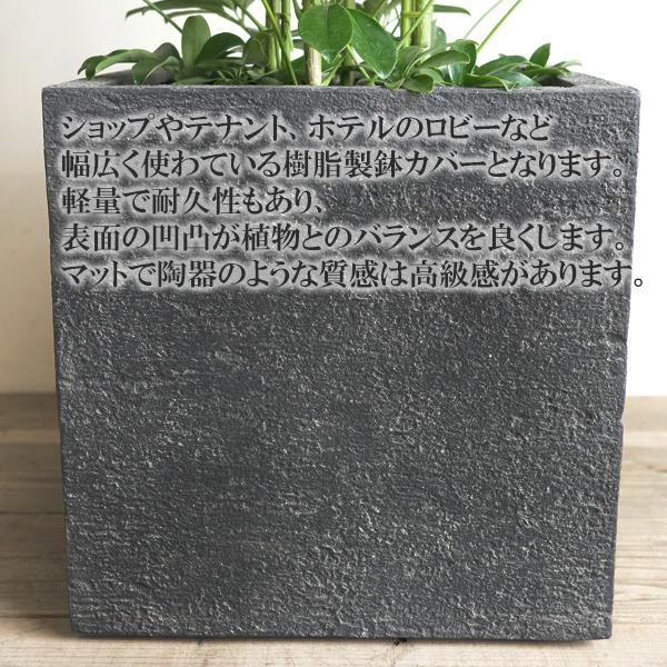 シェフレラ 青 ホンコンカポック 観葉植物 10号 大型 キューブ型
