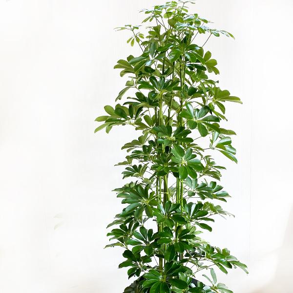 シェフレラ 青 ホンコンカポック 観葉植物 10号 大型 キューブ型 高級