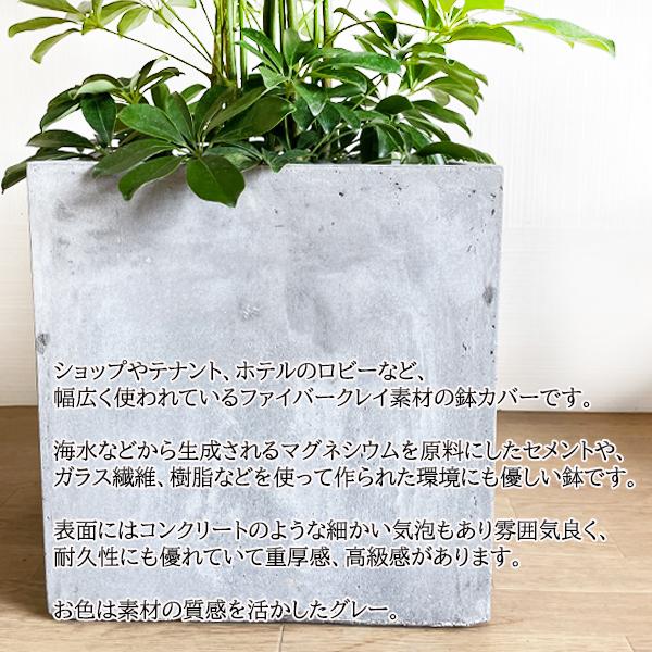 シェフレラ 青 ホンコンカポック 観葉植物 10号 大型 キューブ型 高級