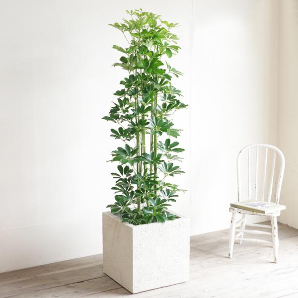 極太！観葉植物 シェフレラ ホンコンカポック 8号鉢 100センチ 希少 美形 シェフレラ 青 ホンコンカポック 観葉植物 10号 大型 キューブ型