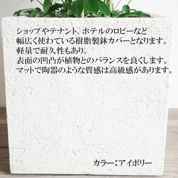 シェフレラ 青 ホンコンカポック 観葉植物 10号 大型 キューブ型 高級