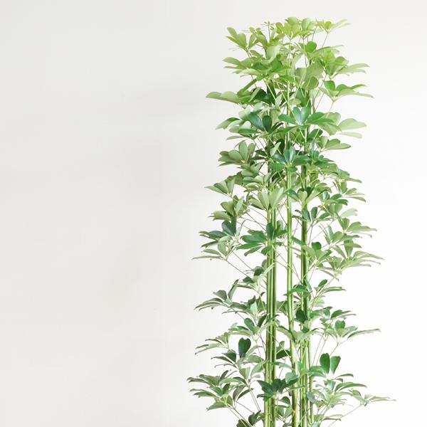 観葉植物　大型　シェフレラ　190cm位　ナチュラルインテリア　 観葉植物 カポック（シェフレラ） 風水 | HitoHana（ひとはな）