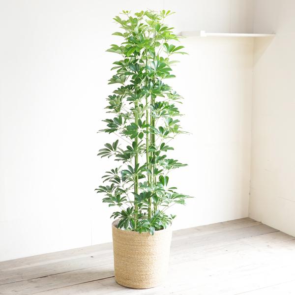 観葉植物　150株以上まとめ売り 観葉植物の販売・ギフトならフラワーコーポレーション / 観葉植物