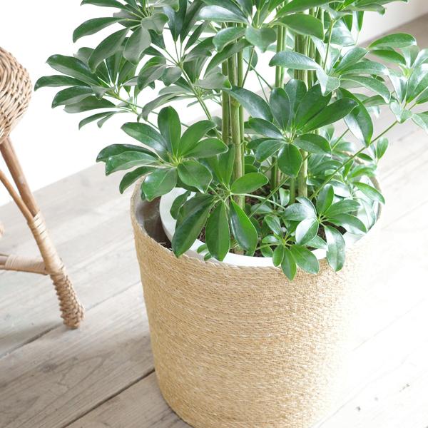 シェフレラ 青 観葉植物 10号 大型 やわらかいかご付き ナチュラル