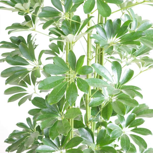 シェフレラ 青 観葉植物 10号 大型 やわらかいかご付き ナチュラル