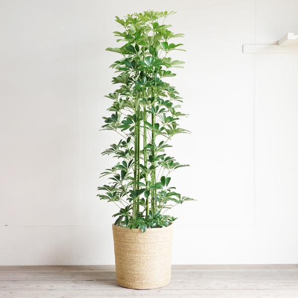 シェフレラ 青 観葉植物 10号 大型 やわらかいかご付き ナチュラル