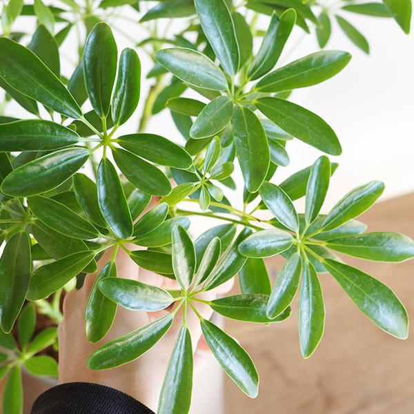 シェフレラ コンパクタ 観葉植物 シリンダーポット 選べるカラー 中型