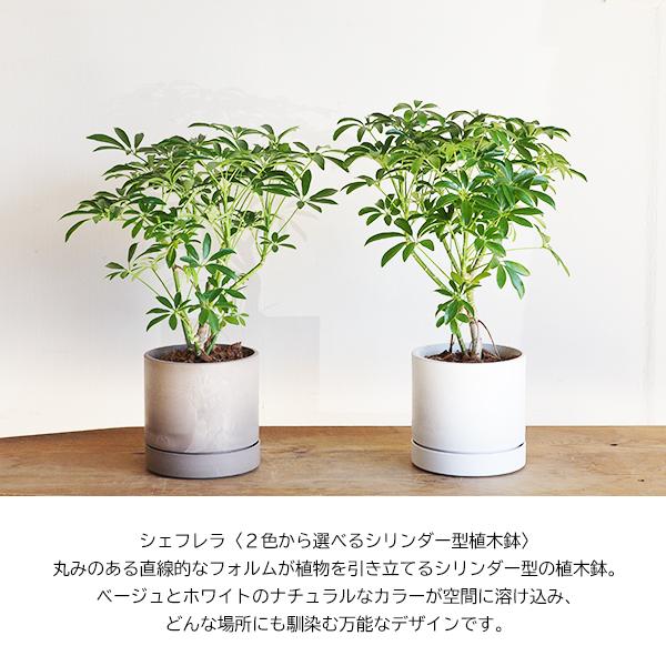 シェフレラ コンパクタ 観葉植物 シリンダーポット 選べるカラー 中型