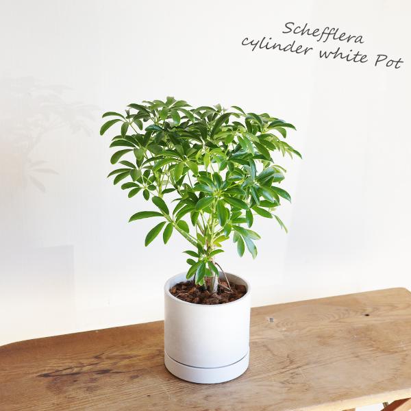 シェフレラ コンパクタ 観葉植物 シリンダーポット 選べるカラー 中型