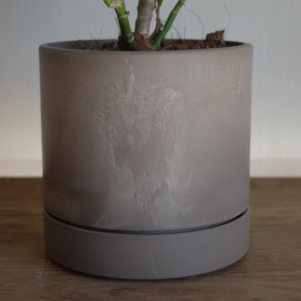 観葉植物 シェフレラ・コンパクタ BONSAIstyle インテリアポット入り
