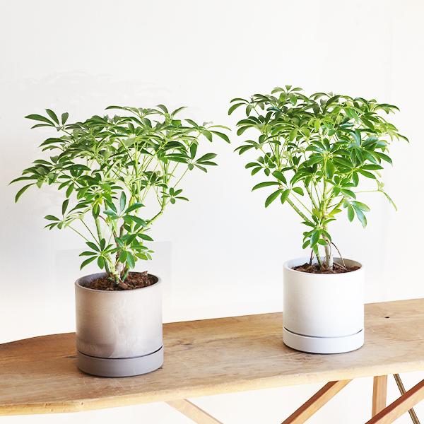 シェフレラ コンパクタ 観葉植物 シリンダーポット 選べるカラー 中型