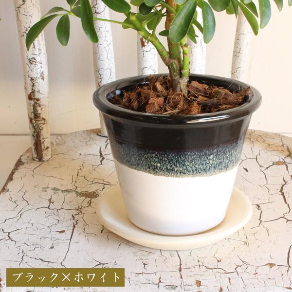 シェフレラ コンパクタ 選べる陶器鉢 信楽焼 卓上サイズ 観葉植物 ミニ