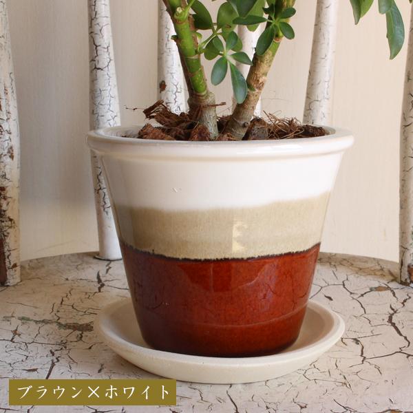 シェフレラ コンパクタ 選べる陶器鉢 信楽焼 卓上サイズ 観葉植物 ミニ