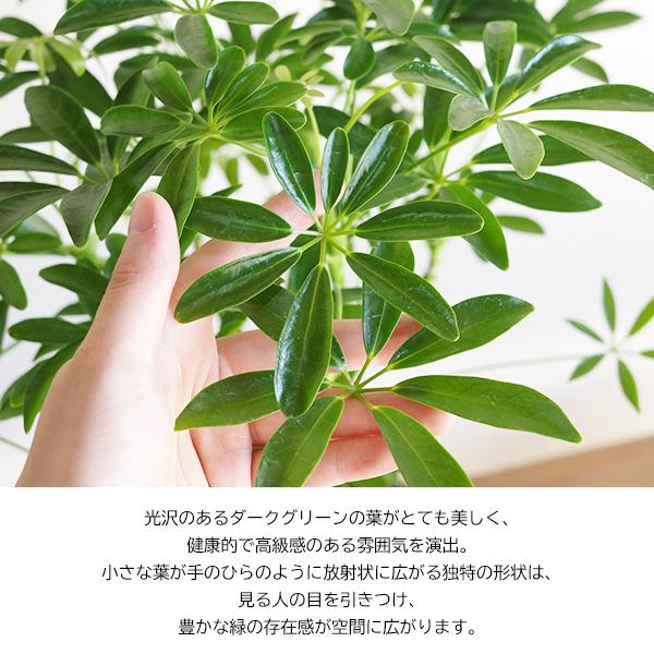 シェフレラ コンパクタ ツートン 陶器鉢植え 中型サイズ 観葉植物 丈夫