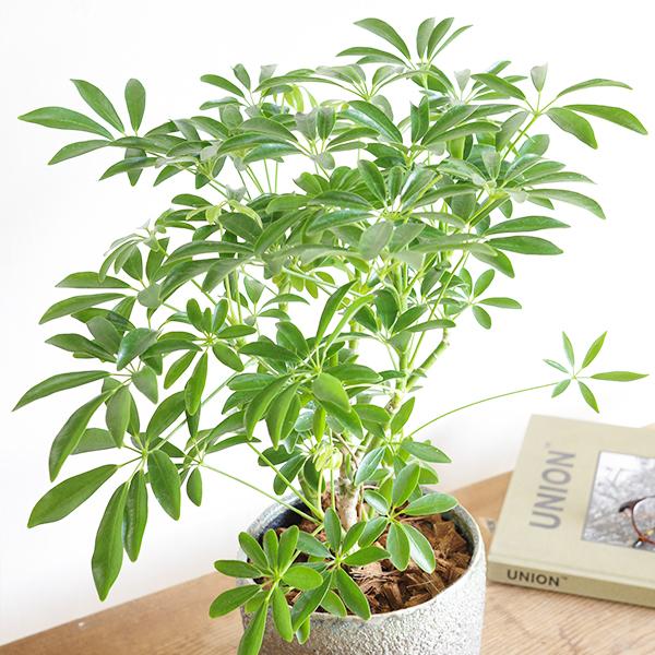 シェフレラ コンパクタ ツートン 陶器鉢植え 中型サイズ 観葉植物 丈夫