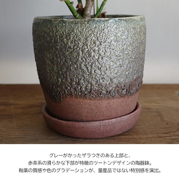 シェフレラ コンパクタ ツートン 陶器鉢植え 中型サイズ 観葉植物 丈夫