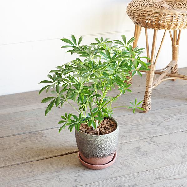 シェフレラ コンパクタ ツートン 陶器鉢植え 中型サイズ 観葉植物 丈夫