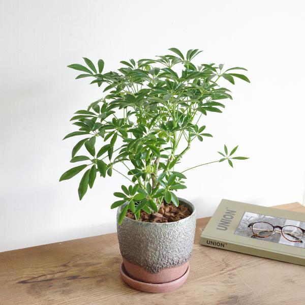 シェフレラ コンパクタ ツートン 陶器鉢植え 中型サイズ 観葉植物 丈夫