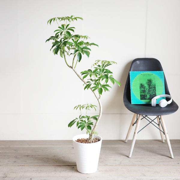シェフレラ コンパクタ 観葉植物 S字樹形 ホワイトセラアート鉢 8号