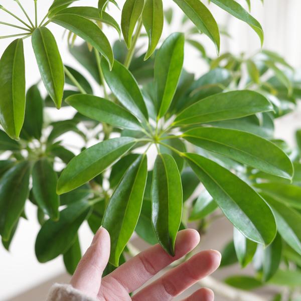 シェフレラ コンパクタ 観葉植物 S字樹形 ホワイトセラアート鉢 8号