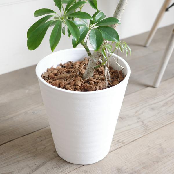 観葉植物 シェフレラ コンパクタ 陶器鉢　植え替え済み 観葉植物 シェフレラ コンパクタ 陶器鉢 植え替え済み