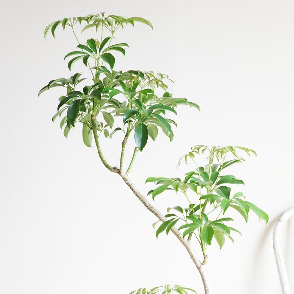 シェフレラ コンパクタ 観葉植物 S字樹形 ホワイトセラアート鉢 8号