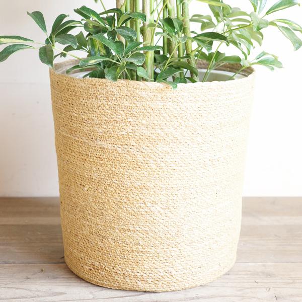シェフレラ ホンコンカポック 斑入り 観葉植物 大型 やわらかいかご付