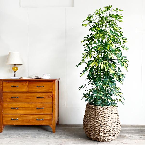 シェフレラ ホンコンカポック 斑入り 観葉植物 10号 大型 手編み