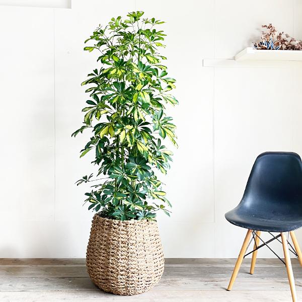 シェフレラ ホンコンカポック 斑入り 観葉植物 10号 大型 手編み