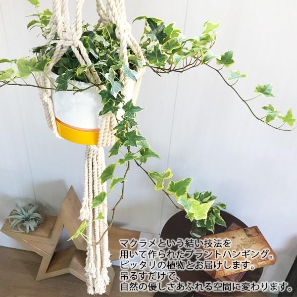 観葉植物 プラントハンキング セット ヘデラ アイビー マクラメ プラント ハンギング おしゃれ 雑貨 吊り鉢 手編み 送料無料 即日出荷 Shell2k 231 観葉植物のパーフェクトグリーン 通販 Yahoo ショッピング