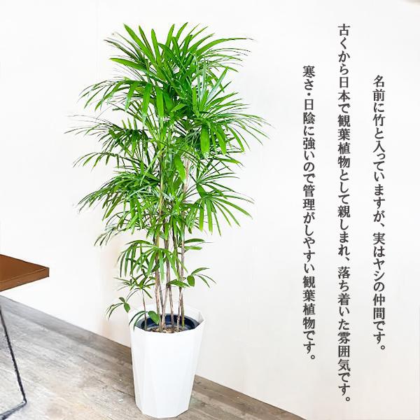 シュロチク 棕櫚竹 観葉植物 10号 大型 寒さに強い おしゃれ シュロチク 棕櫚竹 観葉植物 10号 大型 寒さに強い おしゃれ