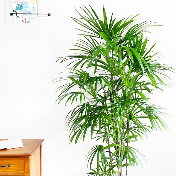 シュロチク 棕櫚竹 観葉植物 10号 大型 寒さに強い おしゃれ 鉢植え