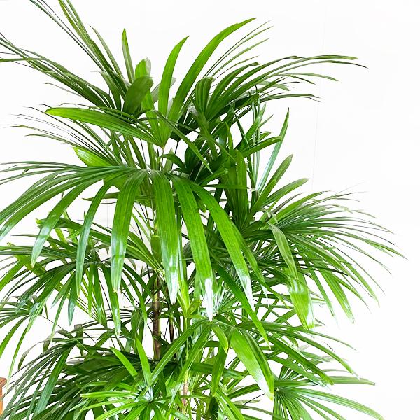 大型！観葉植物　棕櫚竹　シュロチク　開運招福　10号鉢 シュロチク 棕櫚竹 10号 法人・お店宛送料無料 観葉植物 10号鉢
