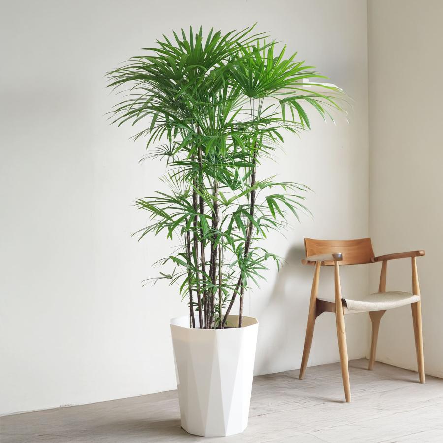 ①シュロチク コジュロ 観葉　耐寒性 庭植可 シュロチク 棕櫚竹 観葉植物 10号 大型 寒さに強い おしゃれ 鉢植え