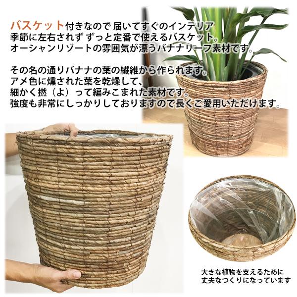 シュロチク 棕櫚竹 観葉植物 10号 大型 バナナリーフ鉢カバー付き 鉢