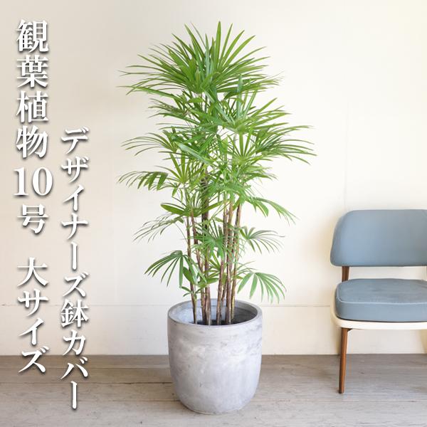 シュロチク 棕櫚竹 観葉植物 10号 大型 アッシュグレー ラウンド型