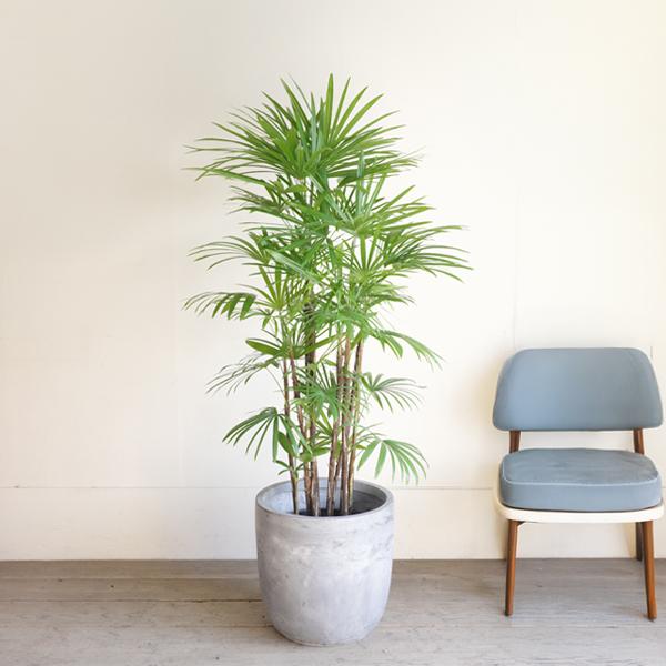 シュロチク 棕櫚竹 観葉植物 10号 大型 アッシュグレー ラウンド型