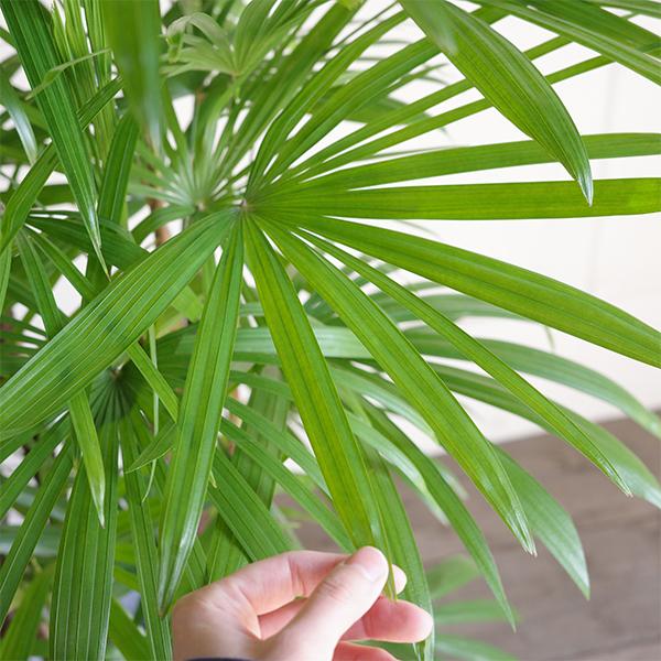 シュロチク 棕櫚竹 観葉植物 10号 大型 アッシュグレー ラウンド型